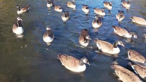 Water Birds Lake Wardown Public Park Luton Town Αγγλία Ηνωμένο — Αρχείο Βίντεο