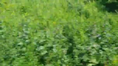 Londra 'dan Sonraki İstasyona Hızlı Giden Pencere Koltuğu' ndan Dışarıya Bakış. Tren Londra 'nın merkezinden İngiltere' nin Luton kasabasına gidiyor. Görüntü 4 Haziran 2023 'te çekildi.