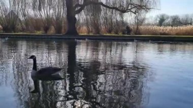 İngiltere 'nin Bedford Kasabası Yerel Gölü' nde Yavaş Su Kuşları Hareketi. Görüntü İHA 'nın Kamerası ile 6 Şubat 2023' te Güzel Sıcak ve Güneşli bir günde çekildi.