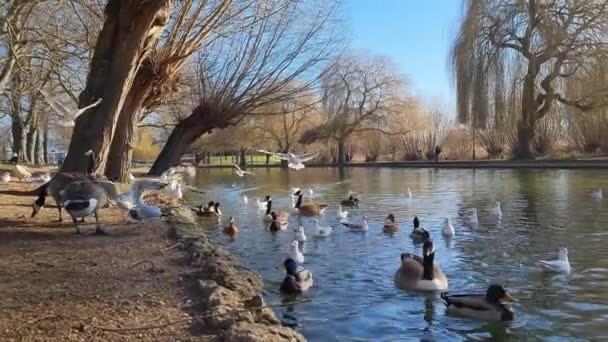 Slow Motion Water Birds Local Lake Bedford Town Της Αγγλίας — Αρχείο Βίντεο