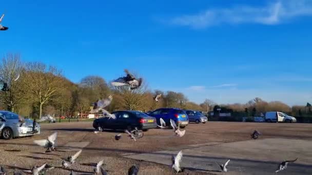 鳥の群れは 餌を与え 地元の公共駐車場で飛んでいます スローモーションで撮影され 2023年1月18日にリーグラーヴ駅近くで撮影された映像 — ストック動画