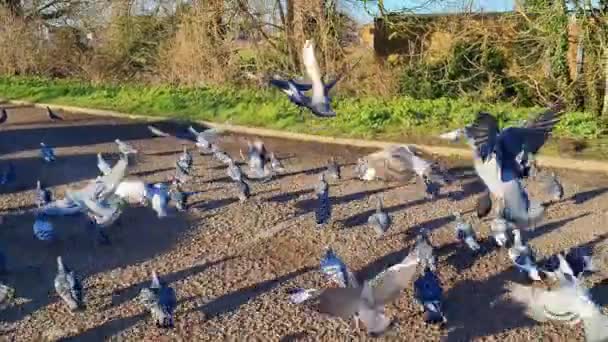 Птахи Харчуються Літають Місцевому Громадському Парковці Кадри Зняті Повільному Русі — стокове відео