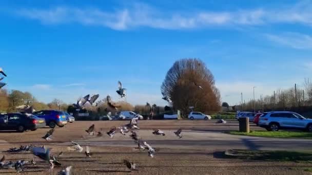 Flock Birds Están Alimentando Volando Estacionamiento Público Local Filmación Hecha — Vídeos de Stock