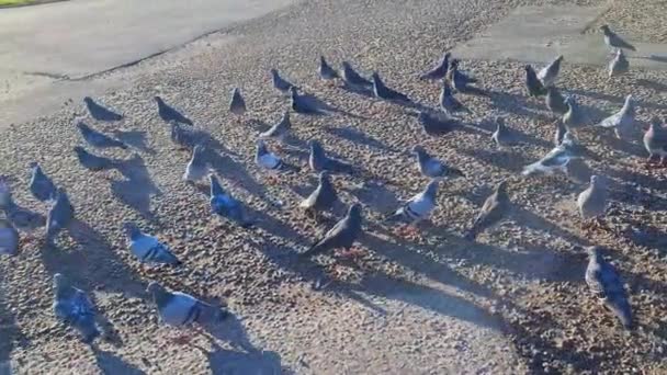 Flock Birds Feeding Flying Local Public Car Parking Lot Footage — Stock Video