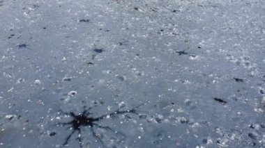 İngiltere 'nin Luton kasabasındaki bir yerel parktaki Donmuş Göl üzerinde uçan Su Kuşlarının Yavaş Hareketli görüntüleri.