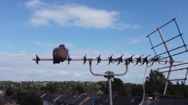 İngiltere 'nin Luton kasabasında şirin güvercinler.