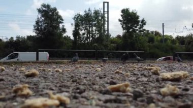 Kuş sürüsü yerel bir otoparkta besleniyor ve uçuyor. Bu video, 27 Aralık 2022 'de Leagrave Tren İstasyonu' nun yakınlarında çekilmiştir.