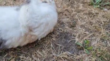 İran kedisi yazın sıcağında çimenlerde kendini temizliyor.