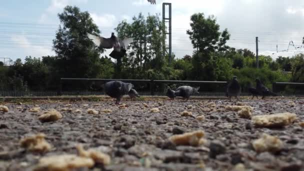 鳥の群れは 餌を与え 地元の公共駐車場で飛んでいます スローモーションで撮影され 2022年12月27日にレーグラーヴ駅近くで撮影された映像 — ストック動画