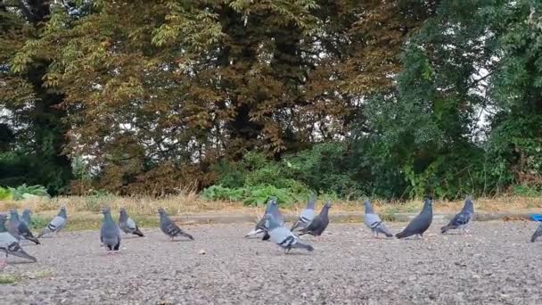 Hejno Ptáků Krmí Létá Místním Veřejném Parkovišti Záznam Pořízený Pomalém — Stock video