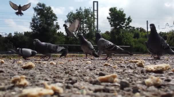 Pigeons Eating Food Local Park Slow Motion Footage — Stock Video