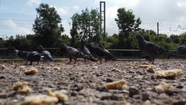 Holubi Jedí Jídlo Místním Parku Záběry Pomalého Pohybu — Stock video