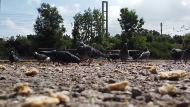 Las Palomas Están Comiendo Comida Parque Local Cámara Lenta — Vídeos de Stock