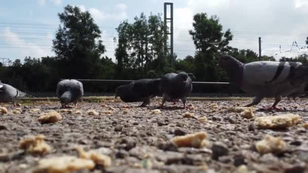 Las Palomas Están Comiendo Comida Parque Local Cámara Lenta — Vídeos de Stock