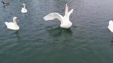 Slow Motion Su Kuşları, Kuğular ve Ördekler İngiltere 'deki Milton Keynes Gölü Willen Gölü' nün suyunda yüzüyorlar. 