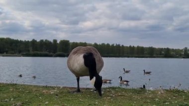 Slow Motion Su Kuşları, Kuğular ve Ördekler İngiltere 'deki Milton Keynes Gölü Willen Gölü' nün suyunda yüzüyorlar. 