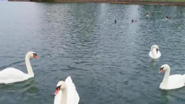 İngiltere 'nin Bedford Kasabası Yerel Gölü' nde Yavaş Su Kuşları Hareketi. Görüntü, Drone 'un Kamerası ile 22 Eylül 2022' de Güzel Sıcak ve Güneşli bir günde çekildi.