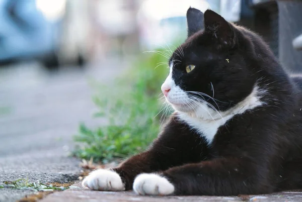 stock image portrait of a black and white cat in the street 