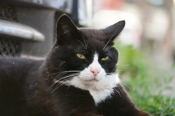 stock image portrait of a black and white cat in the street 