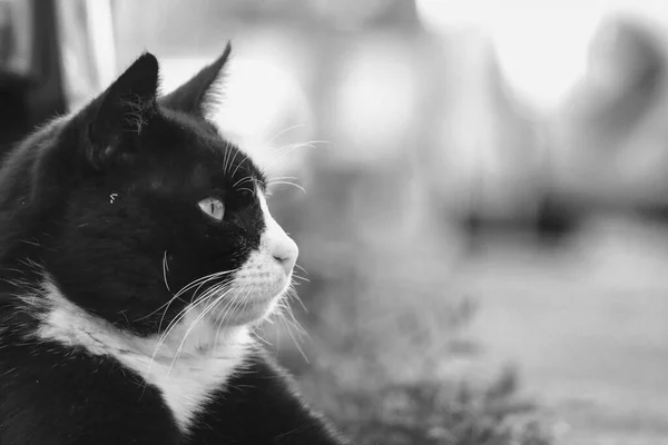 Porträt Einer Schwarz Weißen Katze Auf Der Straße — Stockfoto