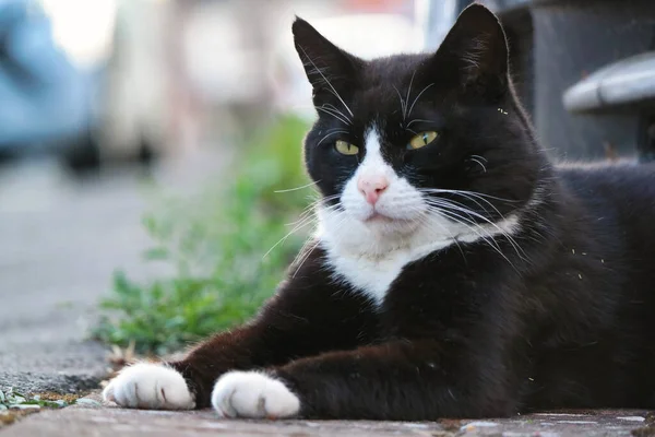 portrait of a black and white cat in the street