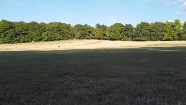 Nagranie Luton City England Wardown Public Park Nagranie Zostało Zrobione — Wideo stockowe