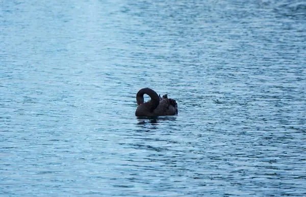 Cygne Noir Lac Willen Angleterre Royaume Uni — Photo