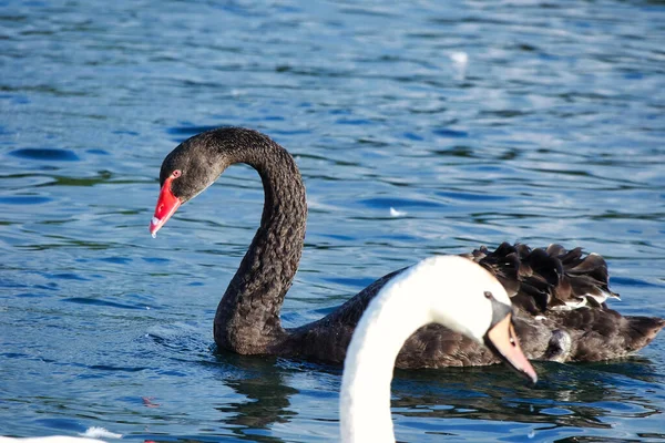 Black White Swans Willen Lake England United Kingdom — Stock Photo, Image