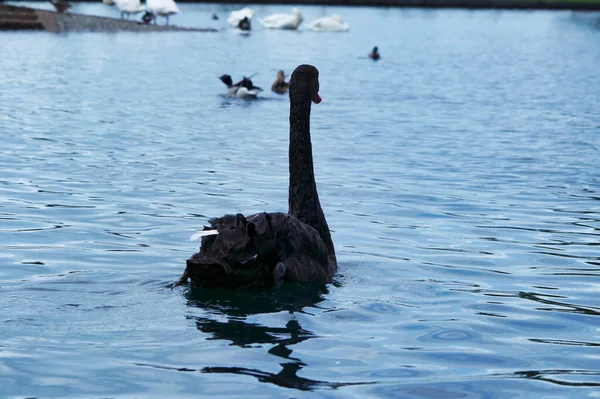 Black Swan Willen Lake Anglia Wielka Brytania — Zdjęcie stockowe