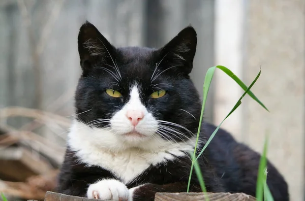 stock image portrait of cute street cat 