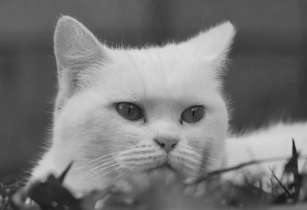 Πορτρέτο Του Χαριτωμένο Γάτα Του Δρόμου — Φωτογραφία Αρχείου