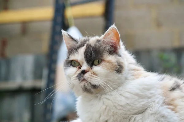 stock image portrait of cute street cat 