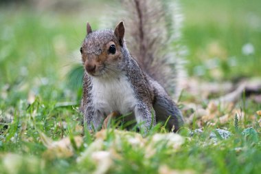 22 Haziran 2023 'te Luton' daki Wardown Halk Parkı 'nda Çimenlerde Tatlı Sincap Yemek Arıyor