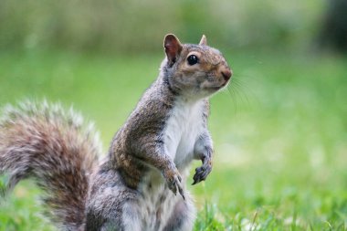 22 Haziran 2023 'te Luton' daki Wardown Halk Parkı 'nda Çimenlerde Tatlı Sincap Yemek Arıyor