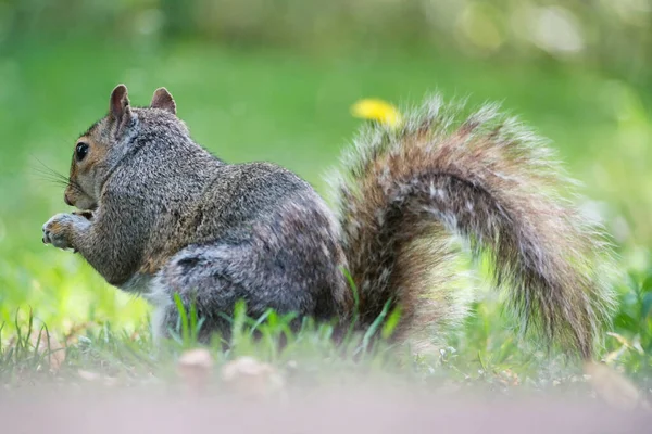 stock image Cute Squirrel in Grass Seeking Food at Wardown Public Park of Luton, June 22nd, 2023