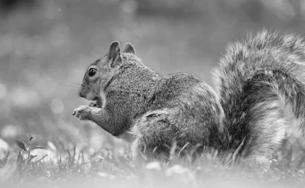 Cute Squirrel Trass Seeking Food Wardown Public Park Luton Czerwca — Zdjęcie stockowe
