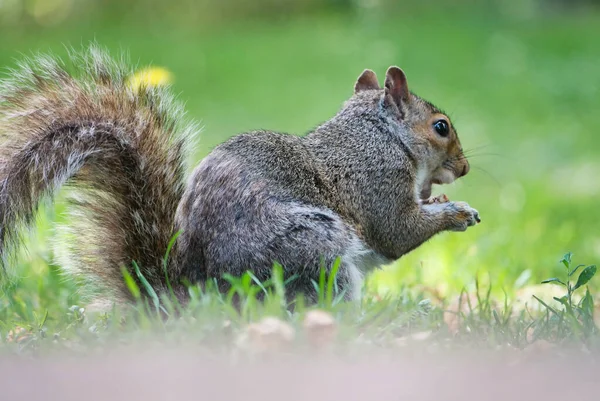 stock image Cute Squirrel in Grass Seeking Food at Wardown Public Park of Luton, June 22nd, 2023