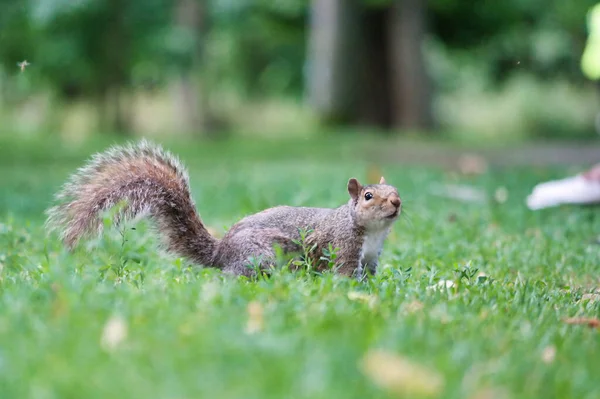 Χαριτωμένο Σκίουρος Στο Γρασίδι Αναζητούν Τροφή Στο Wardown Public Park — Φωτογραφία Αρχείου