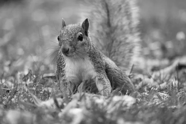 Cute Squirrel Trass Seeking Food Wardown Public Park Luton Czerwca — Zdjęcie stockowe