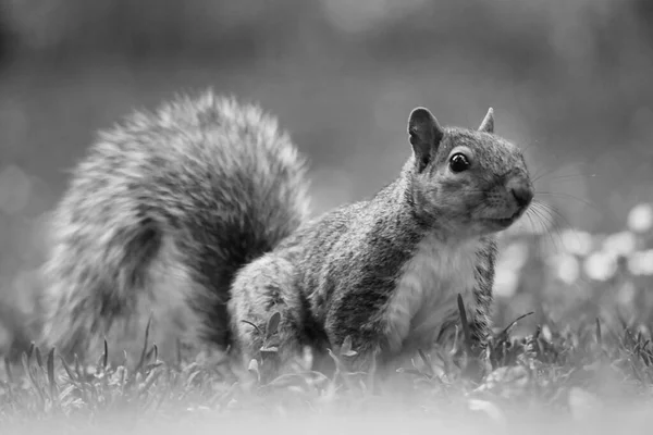 Cute Squirrel Grass Seeking Food Wardown Public Park Luton Червня — стокове фото