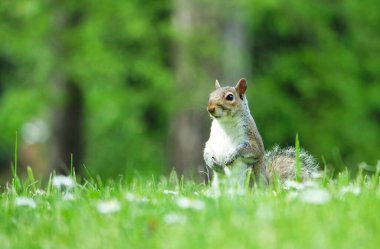 İngiltere, Luton 'daki Wardown Parkı' nda şirin sincap.