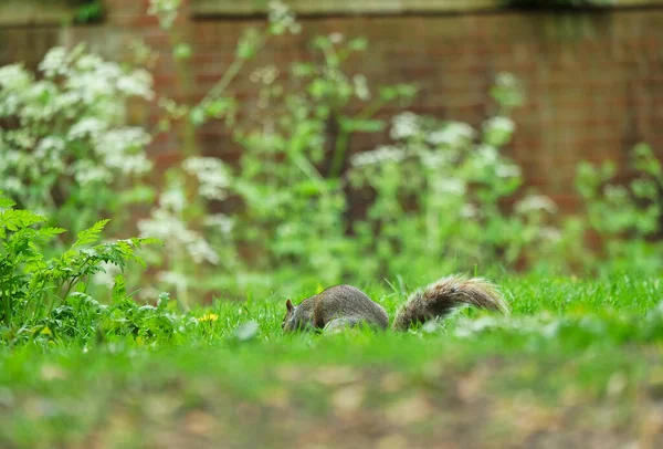 Cute Squirrel Wardown Park Luton Αγγλία Ηνωμένο Βασίλειο — Φωτογραφία Αρχείου