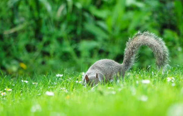 Cute Squirrel Wardown Park Luton Αγγλία Ηνωμένο Βασίλειο — Φωτογραφία Αρχείου
