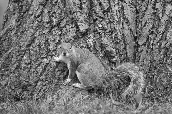 英国卢顿华伦公园的可爱松鼠 — 图库照片