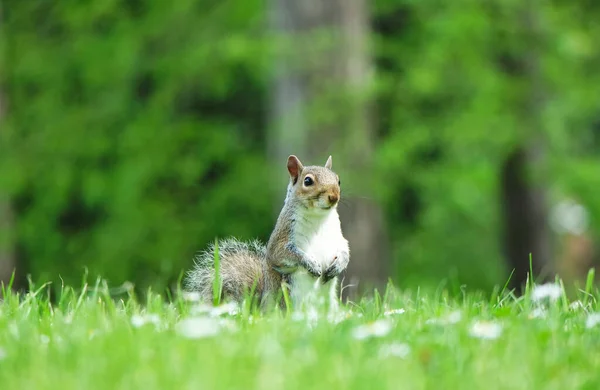 Cute Squirrel Wardown Park Luton England — Stock Photo, Image