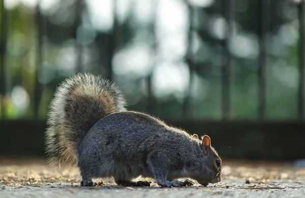 Cute Squirrel Wardown Park Von Luton England — Stockfoto