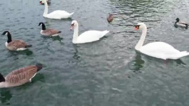 İngiltere 'nin Milton Keynes şehrinin Willen Gölü' ndeki şirin su kuşları. Görüntü 09 Nisan 2023 'te Bulutlu Gün batımında çekildi..