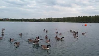 İngiltere 'nin Milton Keynes şehrinin Willen Gölü' ndeki şirin su kuşları. Görüntü 09 Nisan 2023 'te Bulutlu Gün batımında çekildi..