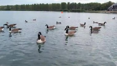 İngiltere 'nin Milton Keynes şehrinin Willen Gölü' ndeki şirin su kuşları. Görüntü 09 Nisan 2023 'te Bulutlu Gün batımında çekildi..
