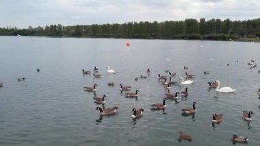 İngiltere 'nin Milton Keynes şehrinin Willen Gölü' ndeki şirin su kuşları. Görüntü 09 Nisan 2023 'te Bulutlu Gün batımında çekildi..